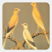 YORKSHIRE CANARIES VIERKANTE STICKER (Voorkant)