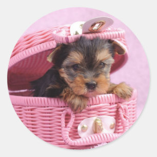 Yorkshire doodpuppy ronde sticker