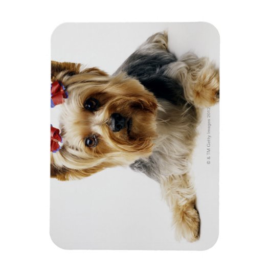 Yorkshire doodsbang met rode bogen magneet (Verticaal)