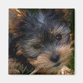 Yorkshire Magneet (Voorkant)