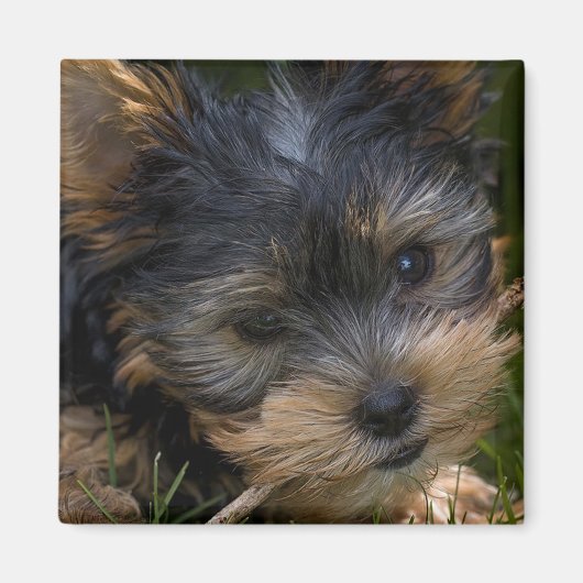 Yorkshire Magneet (Voorkant)