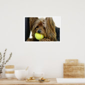 Yorkshire Terrer met Tennis Ball Poster (Keuken)