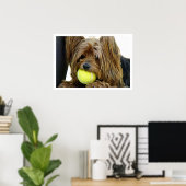 Yorkshire Terrer met Tennis Ball Poster (Thuiskantoor)