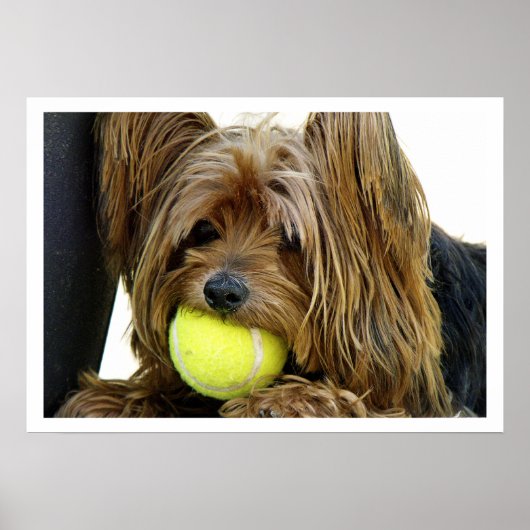 Yorkshire Terrer met Tennis Ball Poster (Voorkant)