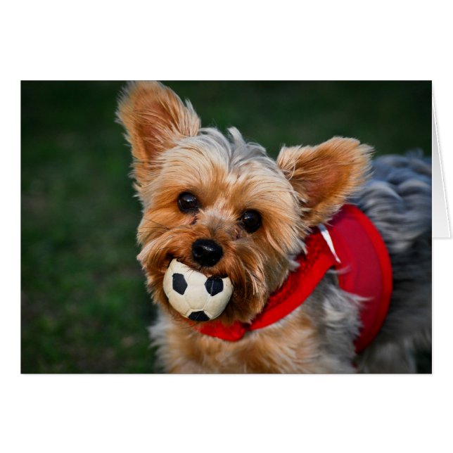 Yorkshire Terrier (Voorkant Horizontaal)
