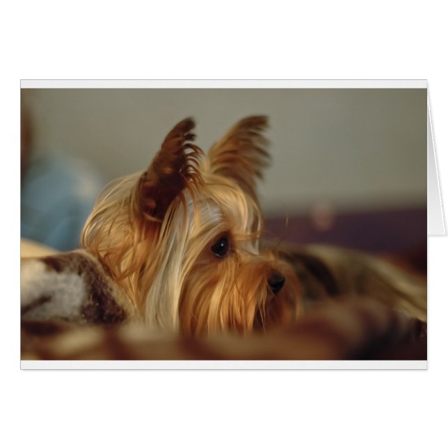 Yorkshire Terrier (Voorkant Horizontaal)