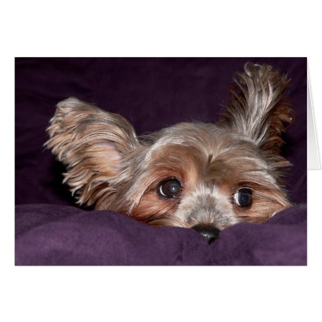 Yorkshire Terrier (Voorkant Horizontaal)