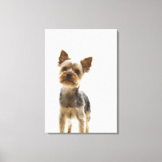 Yorkshire Terrier 2 Canvas Afdruk (Voorkant)
