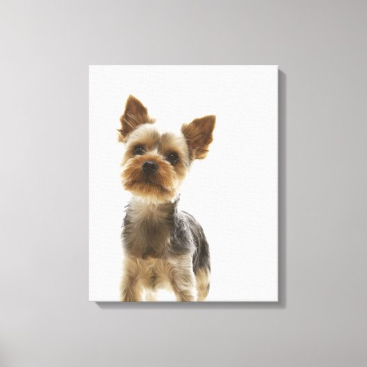 Yorkshire Terrier 2 Canvas Afdruk (Voorkant)