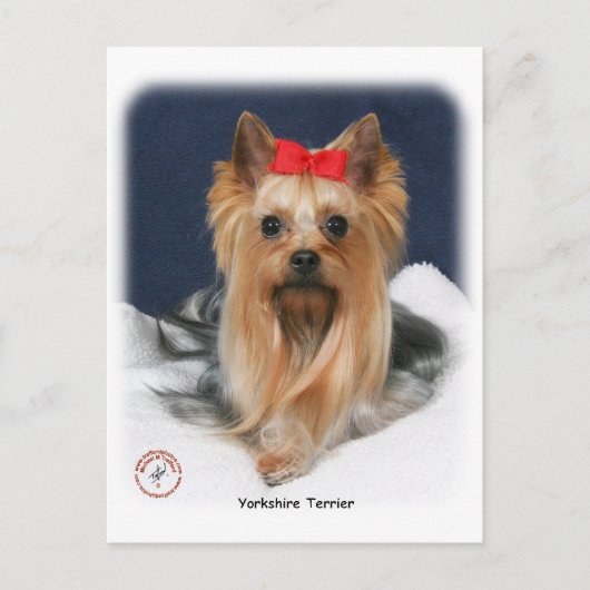 Yorkshire Terrier 9Y110D-019 Briefkaart (Voorkant)