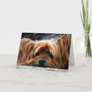 Yorkshire Terrier Blank Wenskaart Kaart