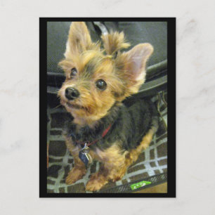 Yorkshire Terrier Briefkaart
