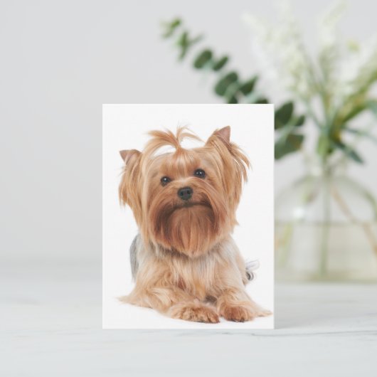 Yorkshire Terrier Briefkaart (Staand voorkant)