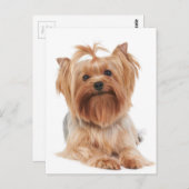 Yorkshire Terrier Briefkaart (Voorkant / Achterkant)