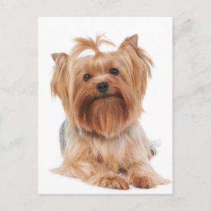 Yorkshire Terrier Briefkaart
