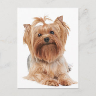 Yorkshire Terrier Briefkaart