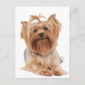 Yorkshire Terrier Briefkaart (Voorkant)