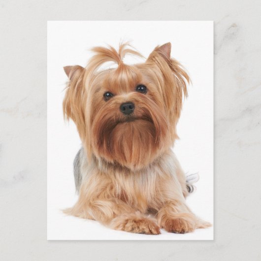 Yorkshire Terrier Briefkaart (Voorkant)