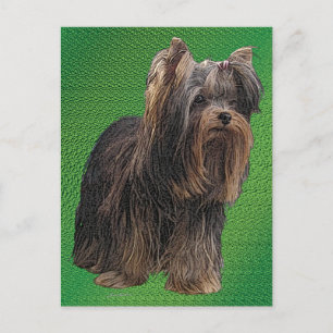 Yorkshire Terrier Briefkaart