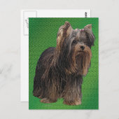 Yorkshire Terrier Briefkaart (Voorkant / Achterkant)