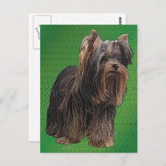 Yorkshire Terrier Briefkaart (Voorkant / Achterkant)