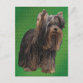 Yorkshire Terrier Briefkaart (Voorkant)