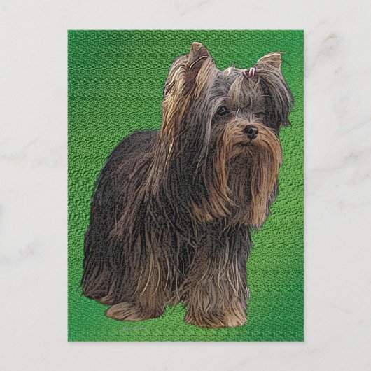 Yorkshire Terrier Briefkaart (Voorkant)