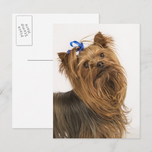 Yorkshire Terrier Briefkaart (Voorkant / Achterkant)