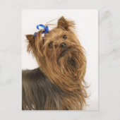 Yorkshire Terrier Briefkaart (Voorkant)