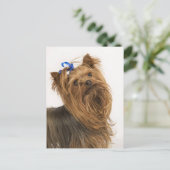 Yorkshire Terrier Briefkaart (Staand voorkant)