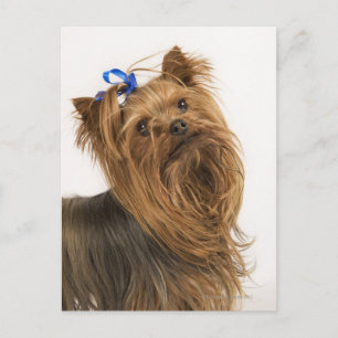 Yorkshire Terrier Briefkaart