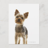 Yorkshire Terrier Briefkaart (Voorkant)