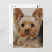 Yorkshire Terrier Briefkaart (Voorkant / Achterkant)