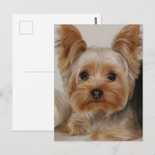 Yorkshire Terrier Briefkaart (Voorkant / Achterkant)
