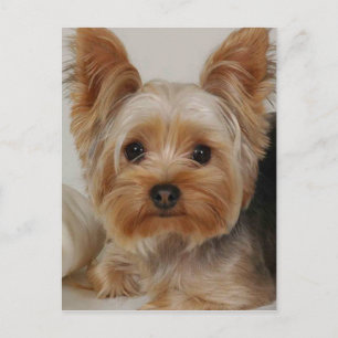 Yorkshire Terrier Briefkaart