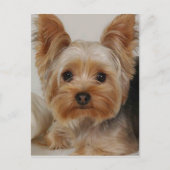Yorkshire Terrier Briefkaart (Voorkant)