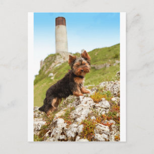 Yorkshire Terrier Briefkaart
