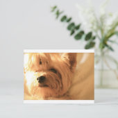 Yorkshire Terrier Briefkaart (Staand voorkant)