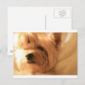 Yorkshire Terrier Briefkaart (Voorkant / Achterkant)