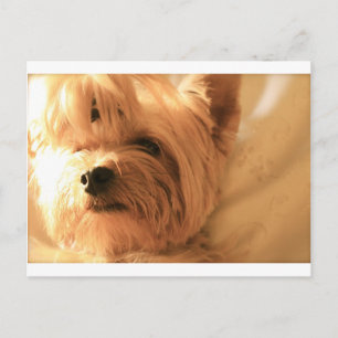 Yorkshire Terrier Briefkaart