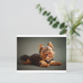 Yorkshire Terrier Briefkaart (Staand voorkant)