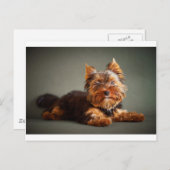 Yorkshire Terrier Briefkaart (Voorkant / Achterkant)