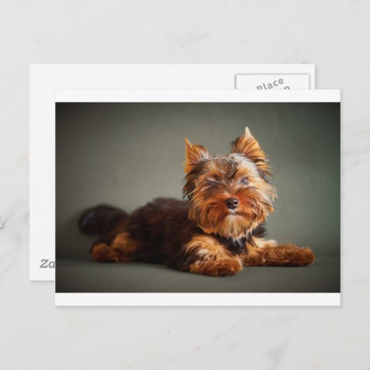 Yorkshire Terrier Briefkaart (Voorkant / Achterkant)