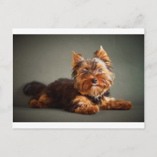 Yorkshire Terrier Briefkaart