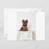 Yorkshire Terrier Briefkaart (Voorkant / Achterkant)