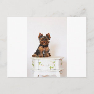 Yorkshire Terrier Briefkaart