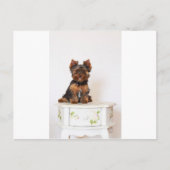 Yorkshire Terrier Briefkaart (Voorkant)