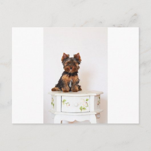 Yorkshire Terrier Briefkaart (Voorkant)