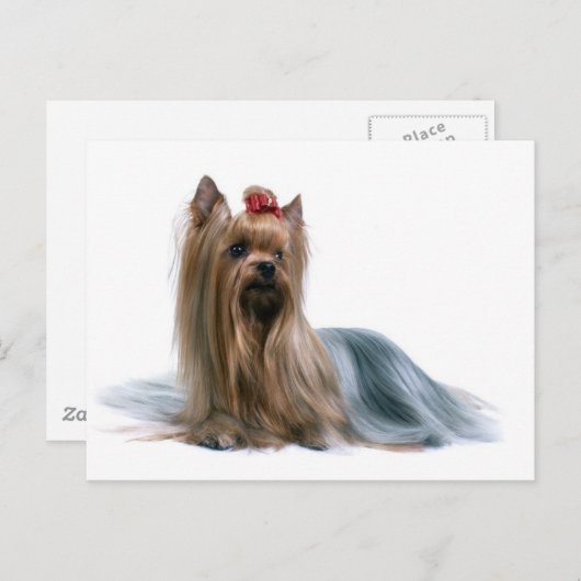 Yorkshire Terrier Briefkaart (Voorkant / Achterkant)