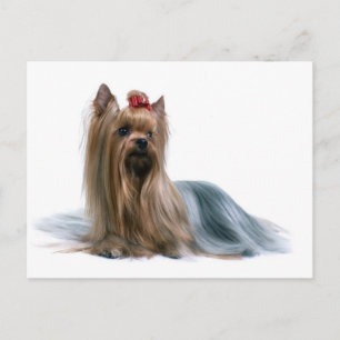 Yorkshire Terrier Briefkaart